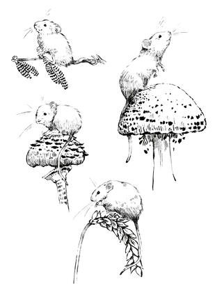 fieldmouse flash sheet