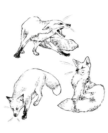 fox flash sheet