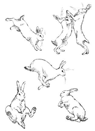rabbit flash sheet