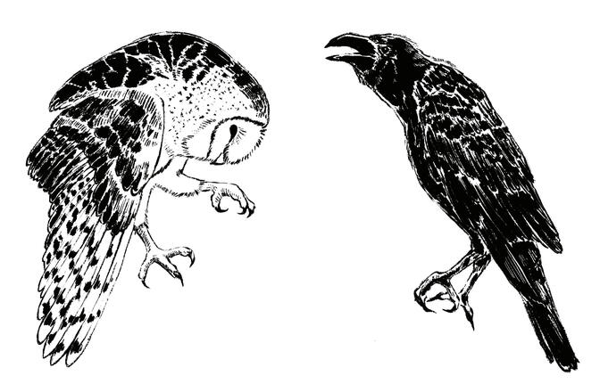 owl and crow